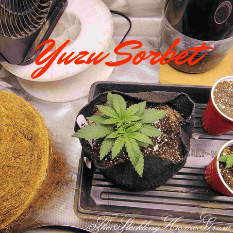 First run with Athena nutrients 3rd grow total — vegetative, day 16