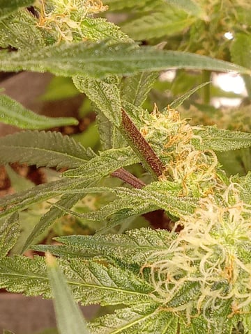 critical purple kush x peyote wifi  in the auto pot system tray 2 grow with added microhazian to the coco coir  — flower, day 94