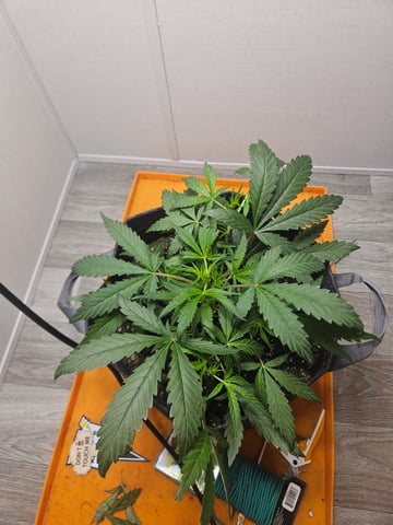 Mango Runtz — seedling_rooting, day 40