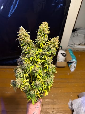 Indoor Grow  — harvest, day 121