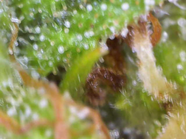 Bruce Banner — flower, day 20
