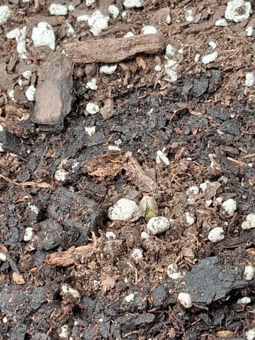 Lemon Cherry Cookies, Purple Haze and Strawberry Gorilla Grows — germination, day 30