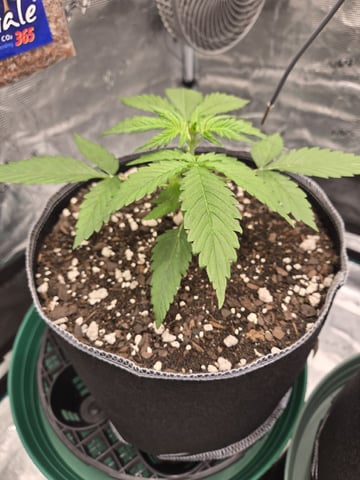 StrawZ (autoflower) — vegetative, day 22