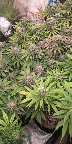 TentPlantLightFan — flower, day 115