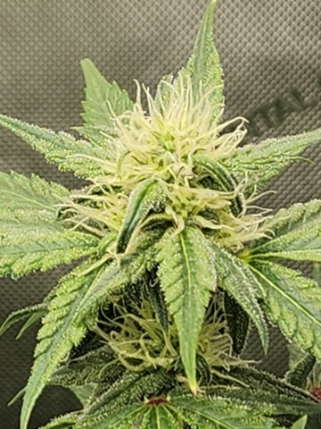 Another round of Mephisto Genetics from Schoolyard Crush and Do-si-delirium drops. — flower, day 40