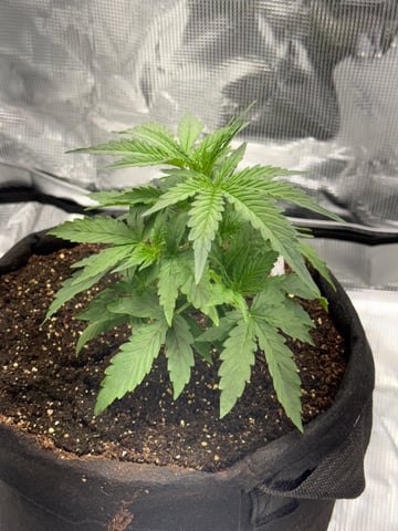 Indoor — vegetative, day 23
