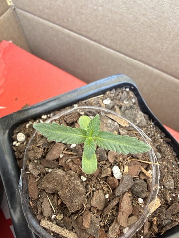 Bruce Banner ⛽️ — seedling_rooting, day 10