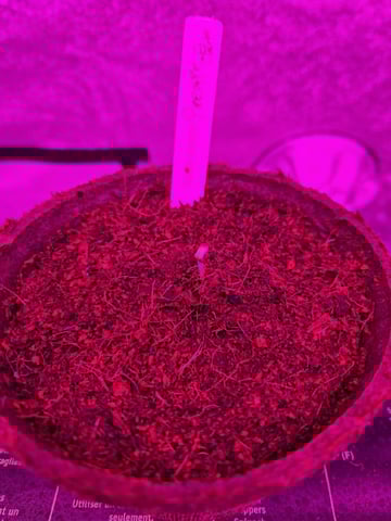 1st Ever Grow — germination, day 6