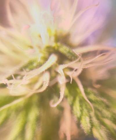 pineapple Express  — flower, day 12