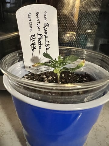 Inside Mother Plants