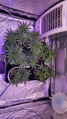 Amnesia Haze Run — vegetative, day 28