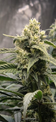 strawberry guava bx — flower, day 7