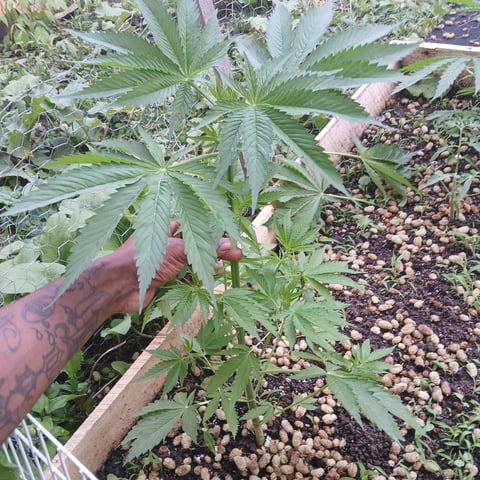 Gelato — vegetative, day 1