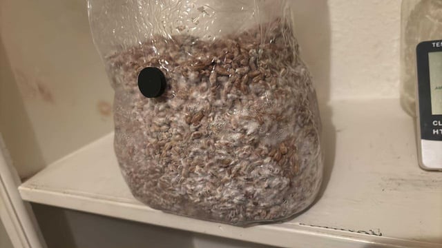 First magic mushroom grow — seedling_rooting, day 24