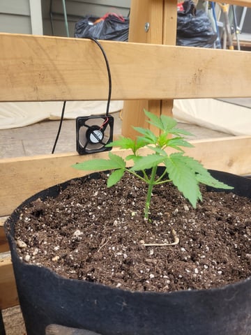 Clones And Hermie Seeds — vegetative, day 40