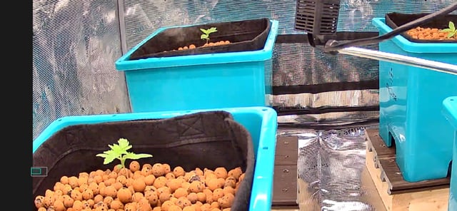 Auto Flower #1 — seedling_rooting, day 11
