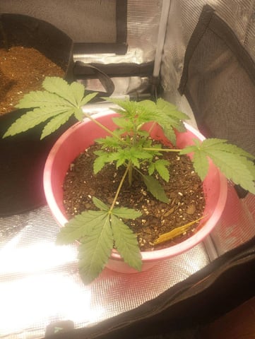 winter grow — seedling_rooting, day 19