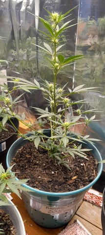 Piney — flower, day 8