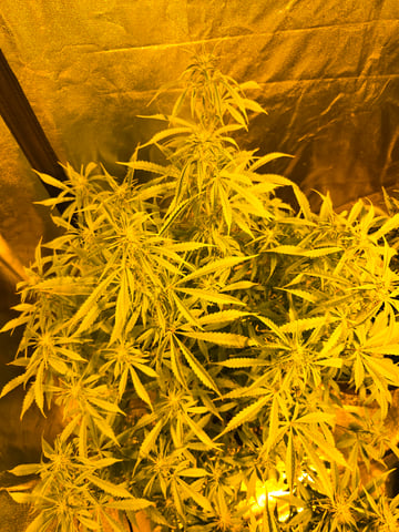 2nd Autoflower Indoor Grow — flower, day 59