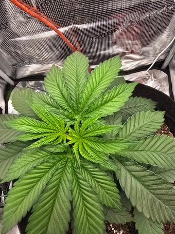 Northern lights #10 2nd plant (Selkies) — vegetative, day 23