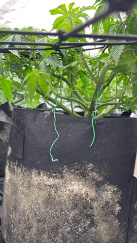 1st Ever Grow (GodFather OG) (Coco) — vegetative, day 66