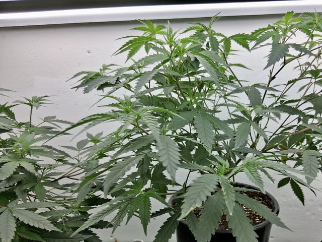 Blueberry Muffin  — vegetative, day 3