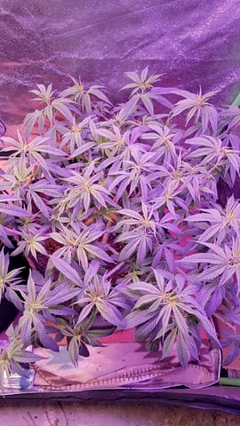 Purple Plum Perfect 💜 & 2 Grape Runtz 🍇 Mainlining garden.  — vegetative, day 103