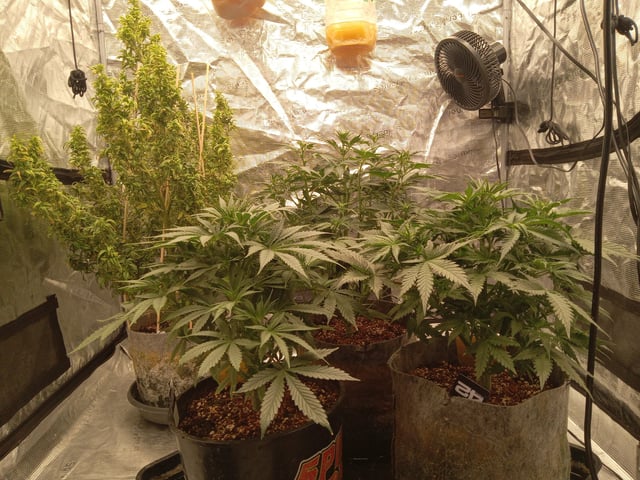 5 Autos — vegetative, day 8