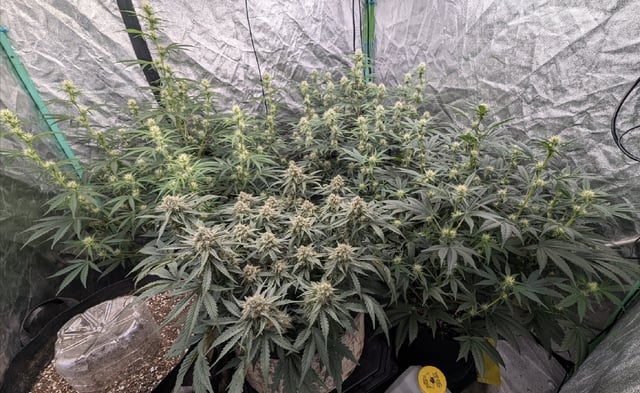 Perpetual Autoflower Mixed Grow #3 — vegetative, day 49
