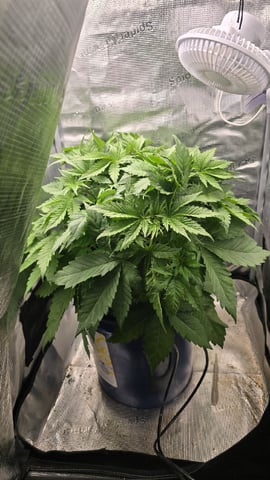 Purple Haze — vegetative, day 22
