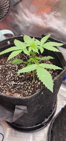 FastBuds Trainwreck Auto — vegetative, day 21