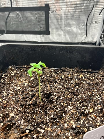 My First Grow — vegetative, day 18