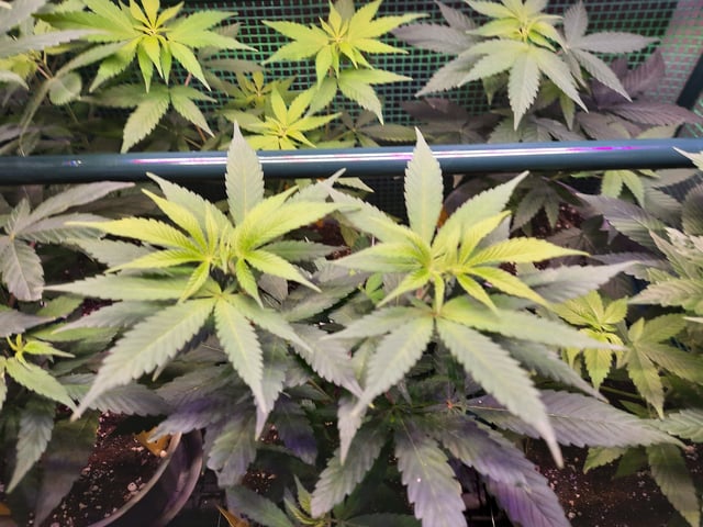 missing pieces — vegetative, day 58