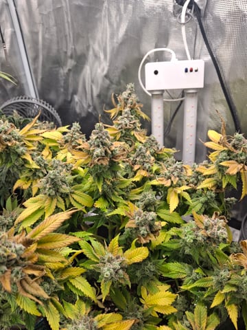 SoFloBudz — flower, day 110