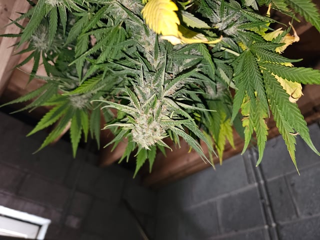 bubblegum  — harvest, day 29