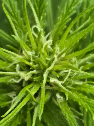 cherry pie  — flower, day 56