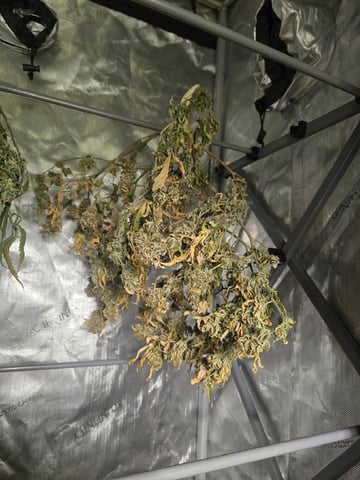 Platnium Jelly — harvest, day 134