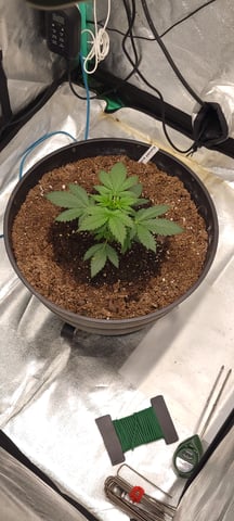 banana purple punch auto — vegetative, day 3