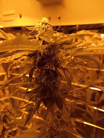 first grow — flower, day 35