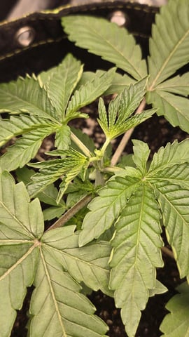 Blueberry Swirl — vegetative, day 15