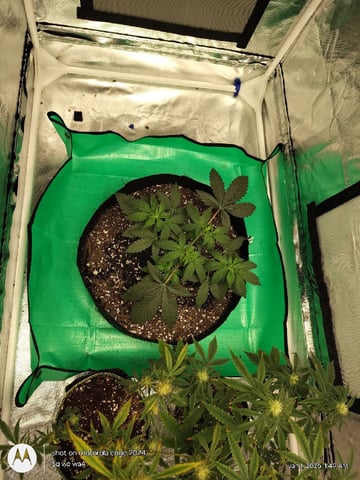 Grow Budz — vegetative, day 31