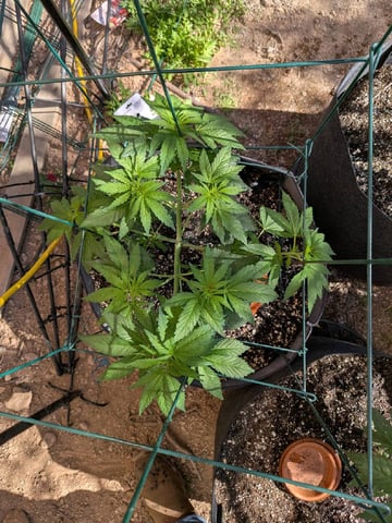 October Start — flower, day 62