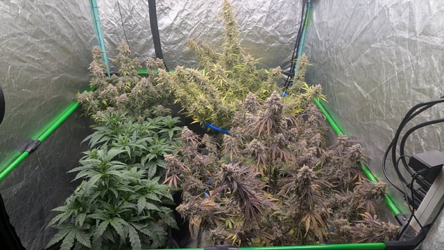 Perpetual Autoflower Mixed Grow #3 — flower, day 87