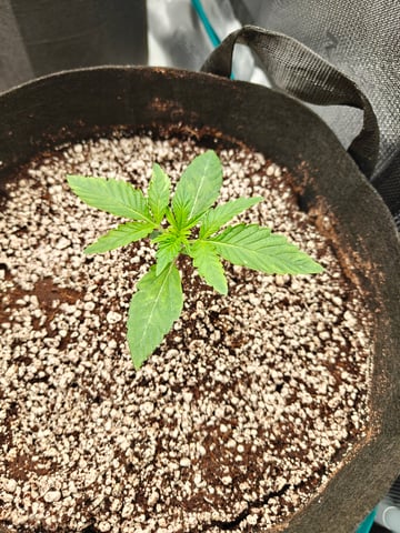 Best Autoflowers  — grow_setup, day 1