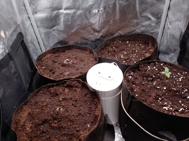 og kush — grow_setup, day 1