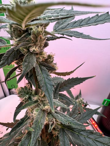 Mindfield - with Girl Scout Cookies (auto) — flower, day 24