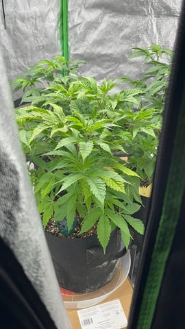 CB (Fem Photo) — vegetative, day 18