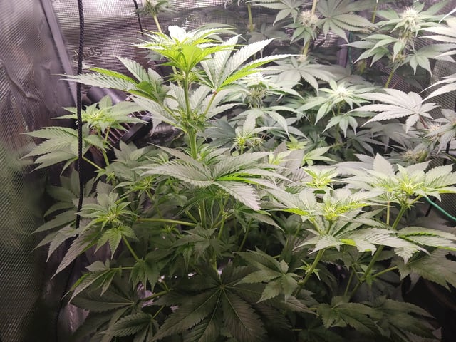 Gorilla Sherbert Feminized From Blimburn Seeds  — flower, day 64