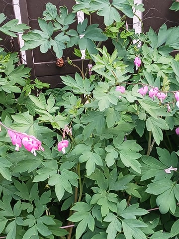 black gorilla feminized — flower, day 3