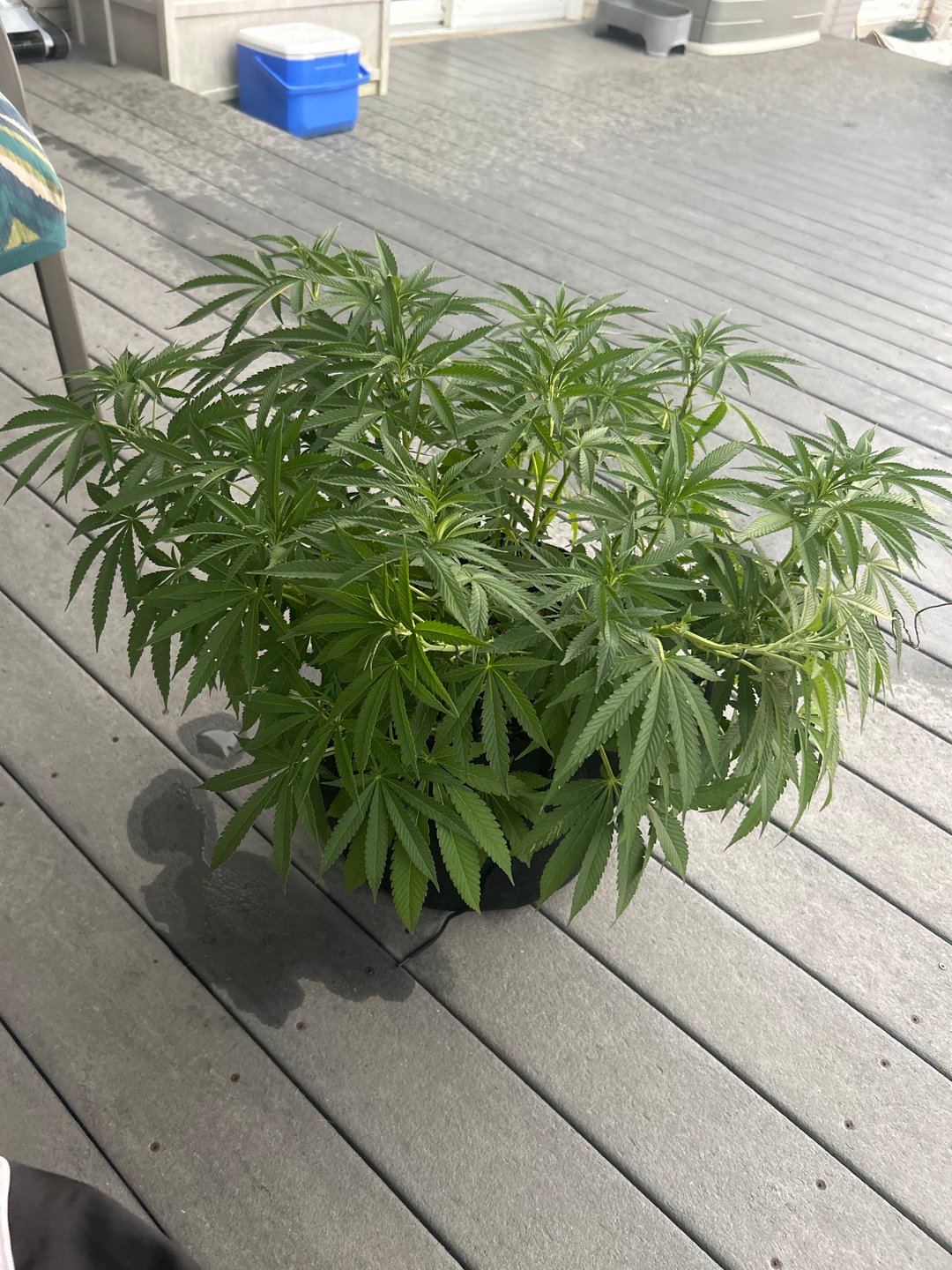 Wedding cake & Indoor Wedding Cake Clones